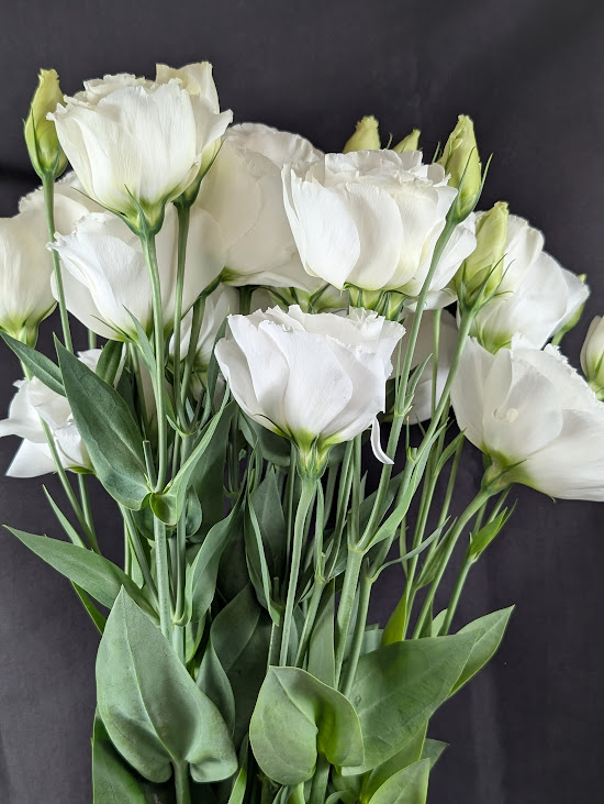 トルコキキョウ　スプリングスノー  60cm30本